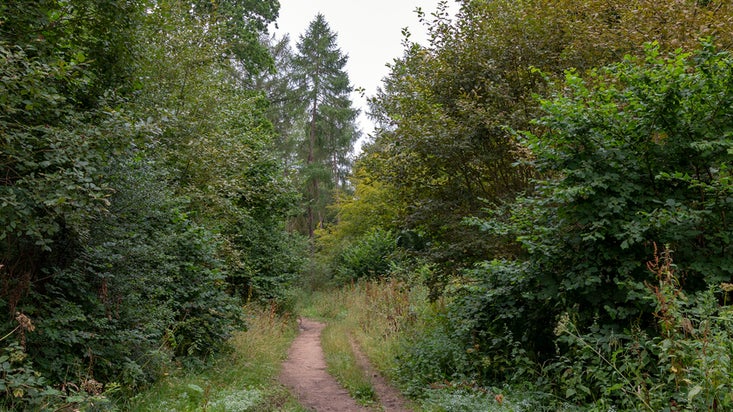 Narrow earth track leading between dense thickets